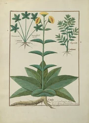 Illustration du Livre des simples médecines par Mattheaus Platearius, c.1470